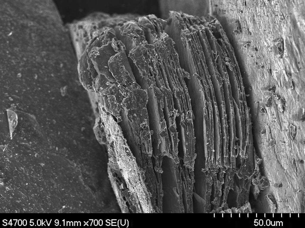 Wermikulit okiem mikroskopu elektronowego fot. P.K. Bowen
