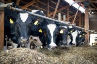 Uboj zwierzat gospodarskich krowy miesne technologie pl