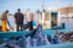 Nowy raport ONZ: Zrównoważone rybołówstwo szansą na zachowanie bioróżnorodności oceanów