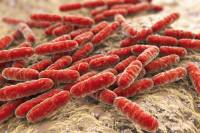 Klasyfikacja i właściwości bakterii probiotycznych