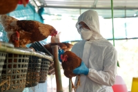 Polskie drobiarstwo wolne od wirusa grypy ptaków