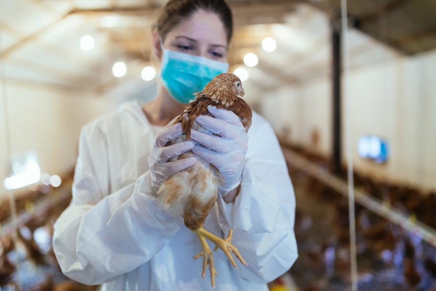 Wirus grypy ptaków potwierdzony w Rosji