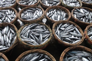 Bohaterowie oceanów: zrównoważony przemysł rybny stawia czoła pandemii COVID-19